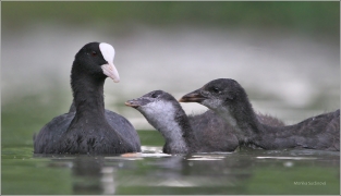 <p>LYSKA ČERNÁ (Fulica atra) /Eurasian coot - Blässhunh/</p>
